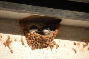 House martins and mud nest under eaves of a roof